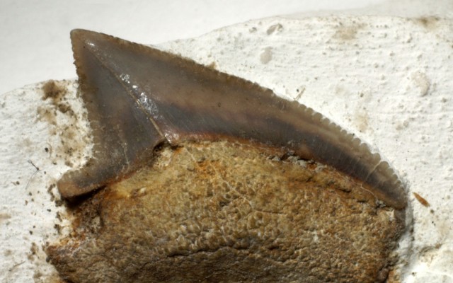 Fossils and Minerals